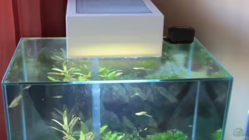 Aquarium The Big Edge von Zahnkarpfen- Fee (3)