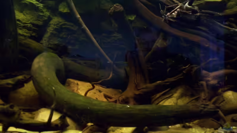 Aquarium The Big Woodland / Nur noch Beispiel / von Didi (10)