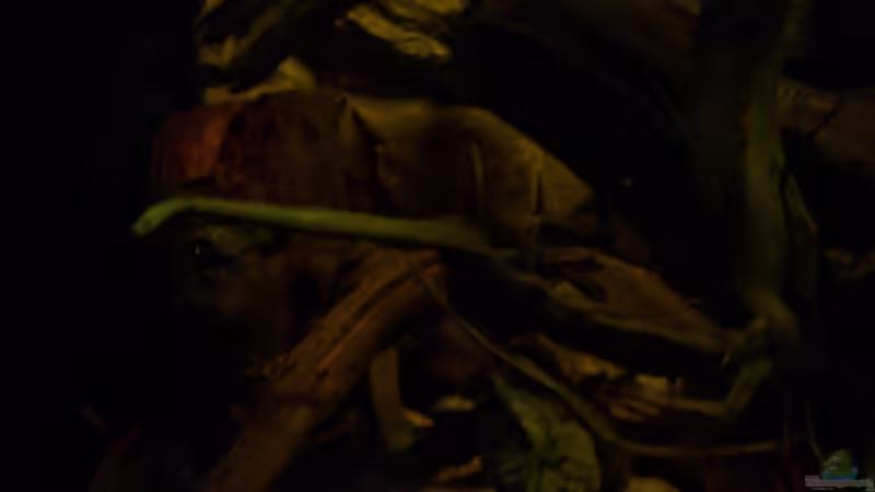 Aquarium The Big Woodland / Nur noch Beispiel / von Didi (12)