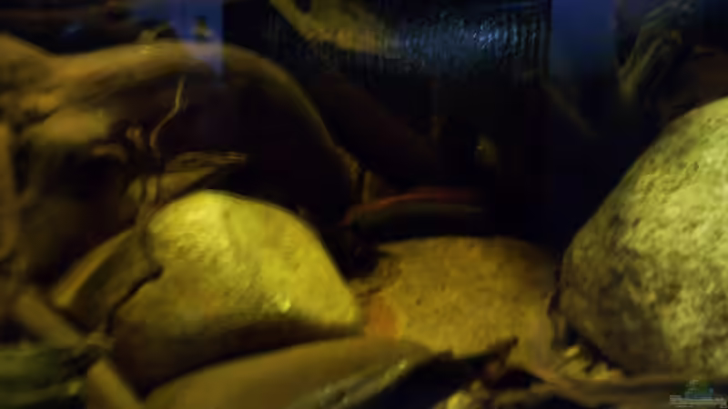 Aquarium The Big Woodland / Nur noch Beispiel / von Didi (16)