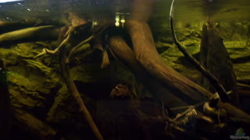 Aquarium The Big Woodland / Nur noch Beispiel / von Didi (17)