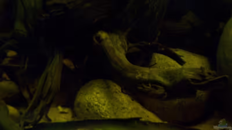 Aquarium The Big Woodland / Nur noch Beispiel / von Didi (18)