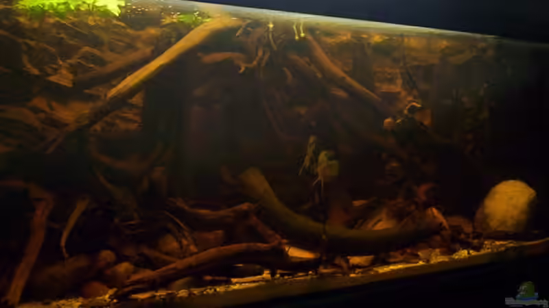 Aquarium The Big Woodland / Nur noch Beispiel / von Didi (19)