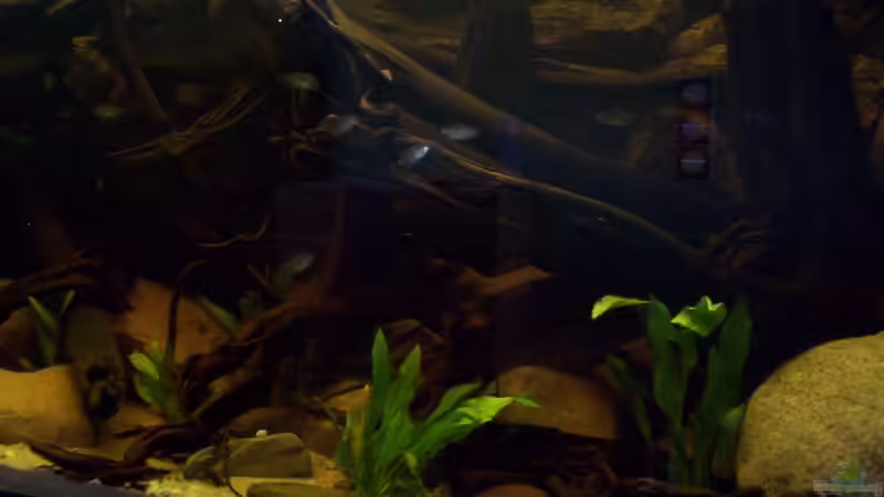 Aquarium The Big Woodland / Nur noch Beispiel / von Didi (20)