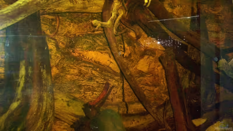 Aquarium The Big Woodland / Nur noch Beispiel / von Didi (5)