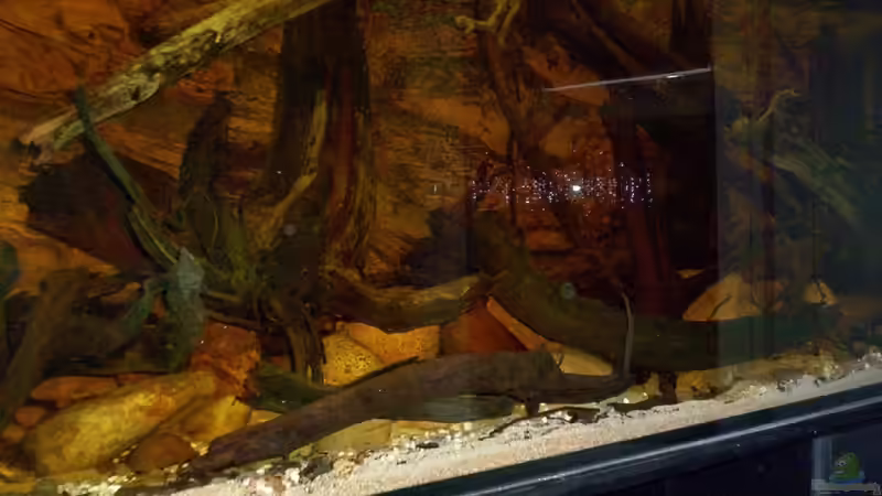 Aquarium The Big Woodland / Nur noch Beispiel / von Didi (6)
