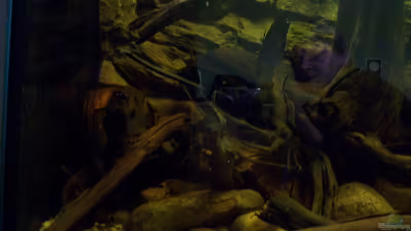 Aquarium The Big Woodland / Nur noch Beispiel / von Didi (8)