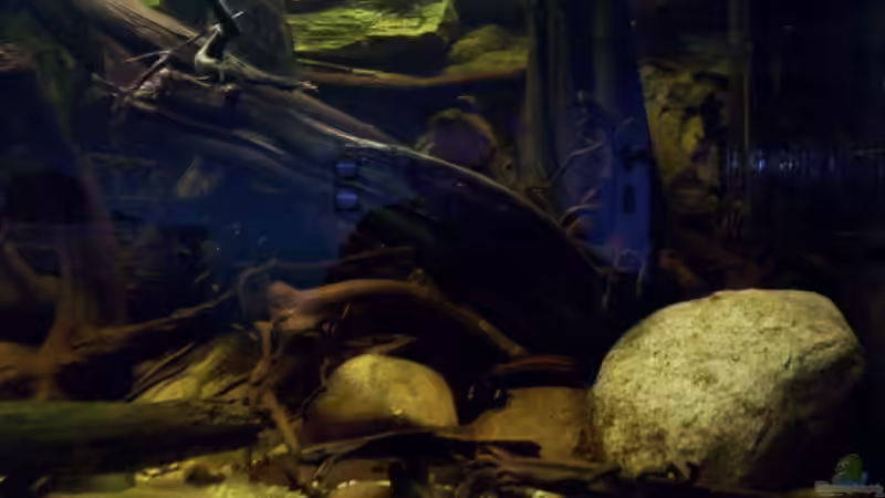 Aquarium The Big Woodland / Nur noch Beispiel / von Didi (9)