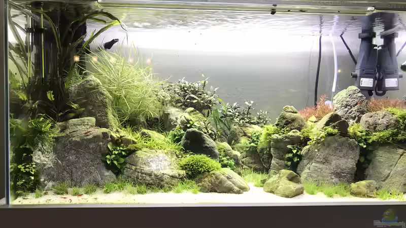 Aquarium The Canyon von Der Nicky (22)