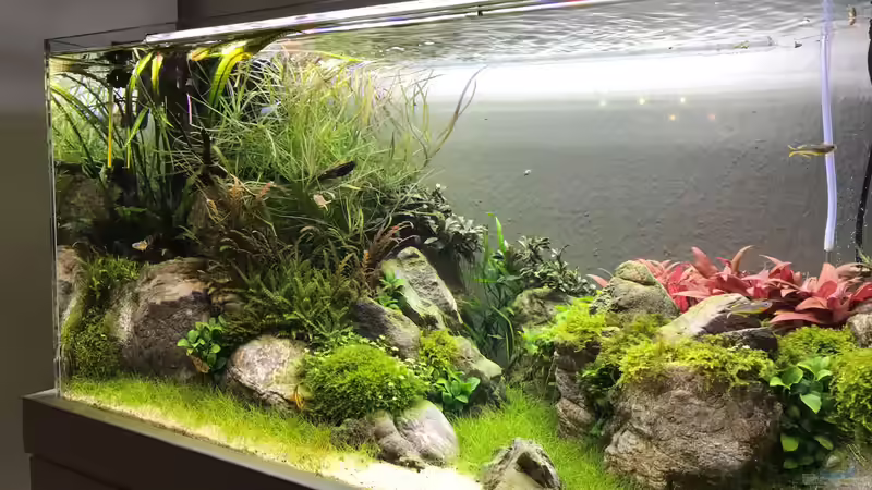 Aquarium The Canyon von Der Nicky (24)