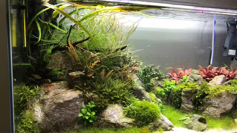 Aquarium The Canyon von Der Nicky (25)