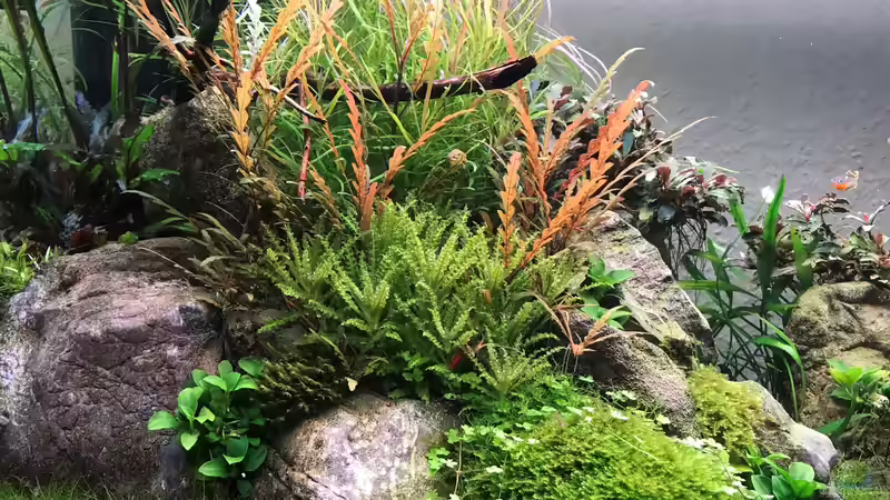 Aquarium The Canyon von Der Nicky (28)