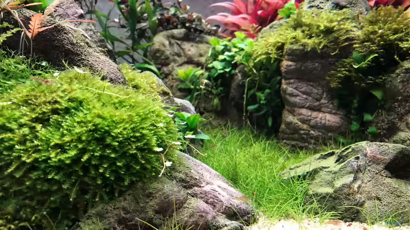 Aquarium The Canyon von Der Nicky (30)