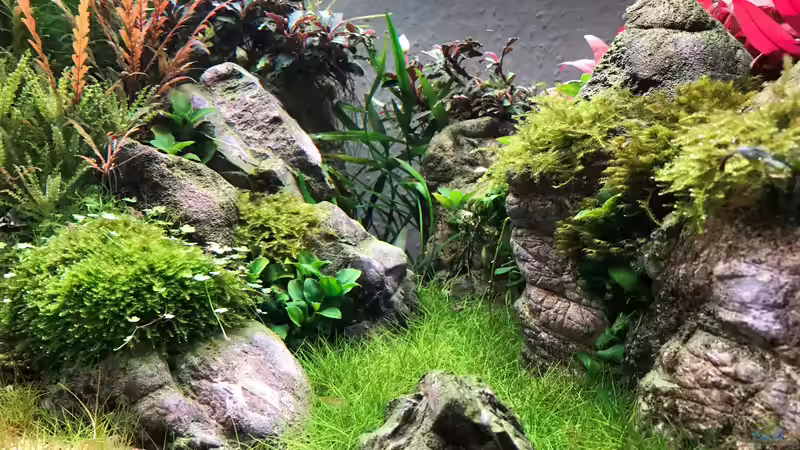 Aquarium The Canyon von Der Nicky (31)