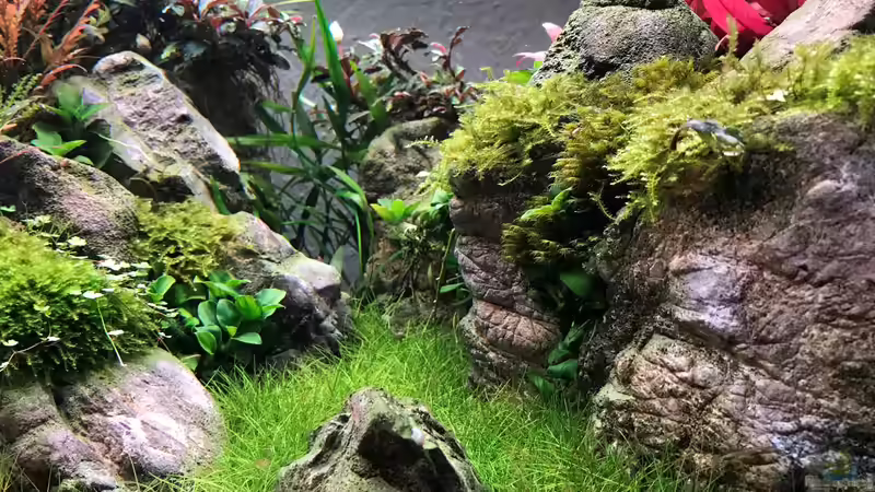 Aquarium The Canyon von Der Nicky (32)