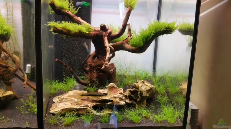 Aquarium The Diy von Lucky3310 (10)