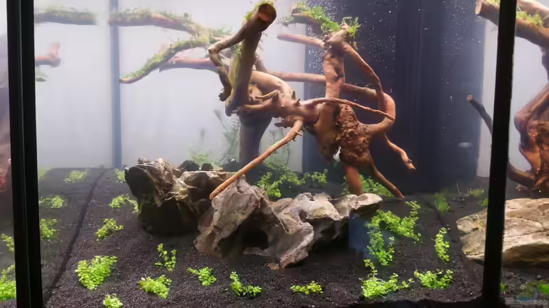 Aquarium The Diy von Lucky3310 (11)