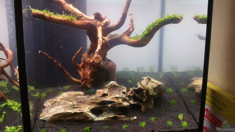 Aquarium The Diy von Lucky3310 (12)