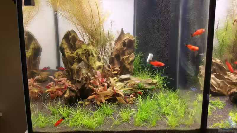 Aquarium The Diy von Lucky3310 (7)