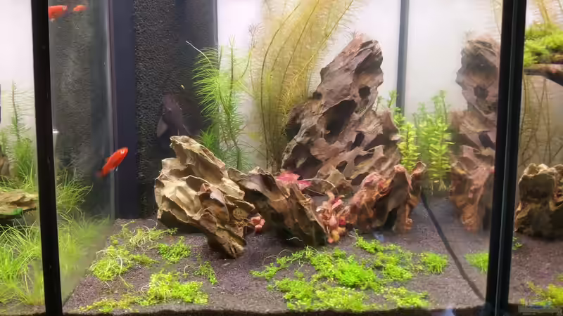 Aquarium The Diy von Lucky3310 (8)