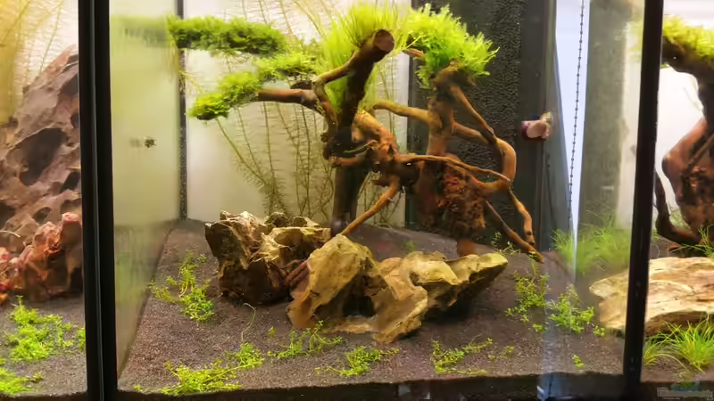 Aquarium The Diy von Lucky3310 (9)