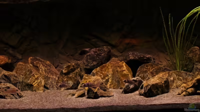 Aquarium The Fortress von die Perle... (2)