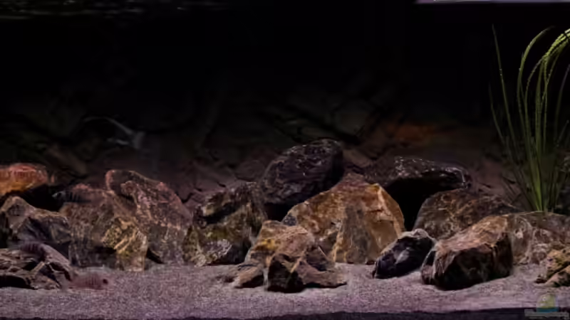 Aquarium The Fortress von die Perle... (3)