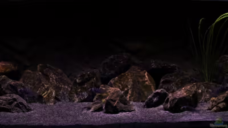 Aquarium The Fortress von die Perle... (4)