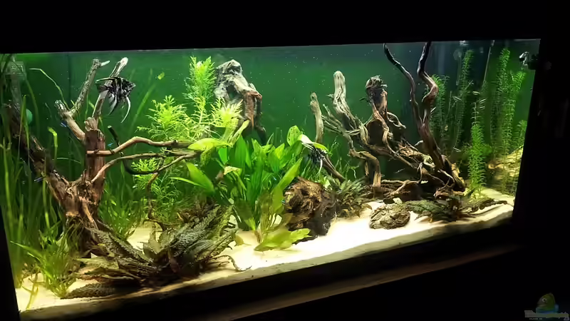 Aquarium The Gift von Faxe (14)