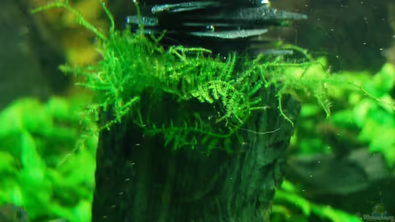 Aquarium The green culture von Michael Seraph (11)