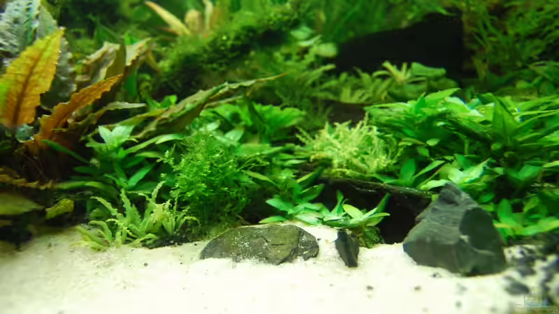 Aquarium The green culture von Michael Seraph (2)