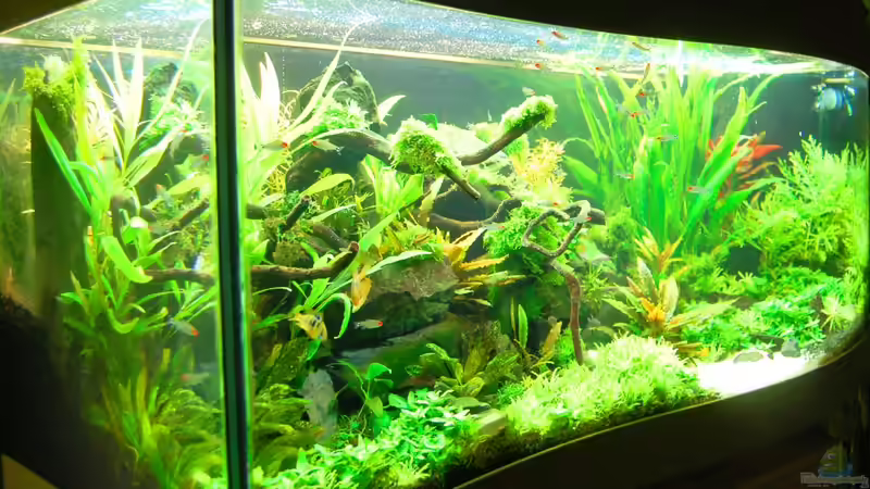 Aquarium The green culture von Michael Seraph (3)