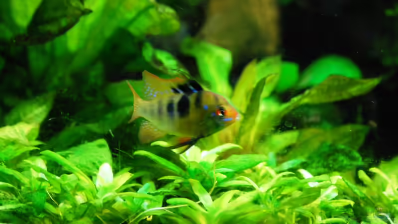 Aquarium The green culture von Michael Seraph (5)