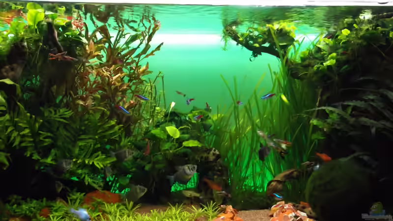 Aquarium The green Dream von Guppy62 (10)