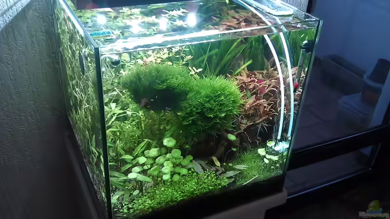 Aquarium The Kitchen Tank von El Hein (5)