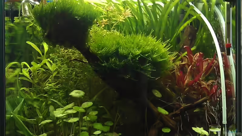 Aquarium The Kitchen Tank von El Hein (6)