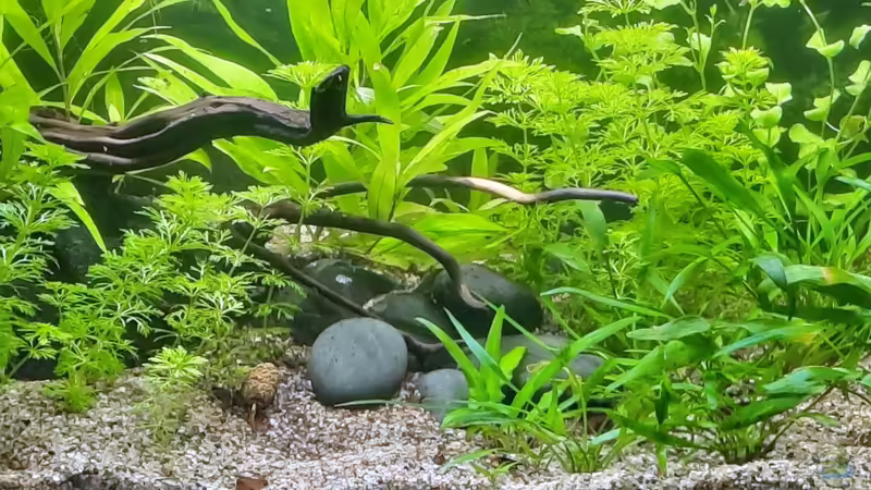 Aquarium The Meadow -aufgelöst- von okefenokee (2)