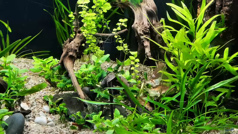 Aquarium The Meadow -aufgelöst- von okefenokee (5)