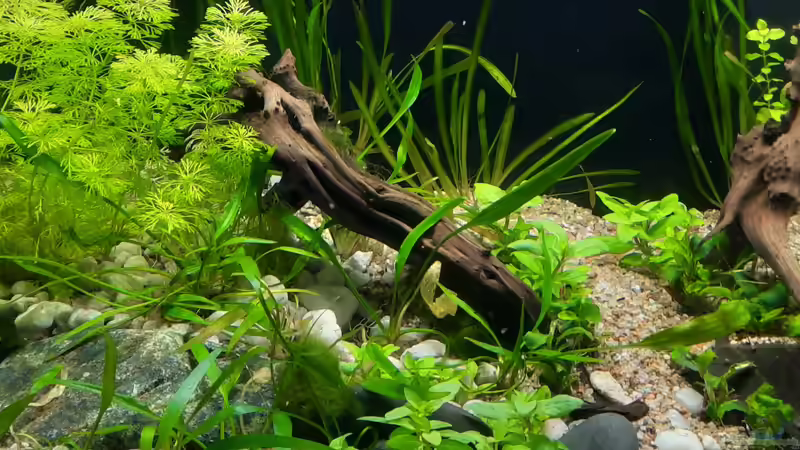 Aquarium The Meadow -aufgelöst- von okefenokee (6)