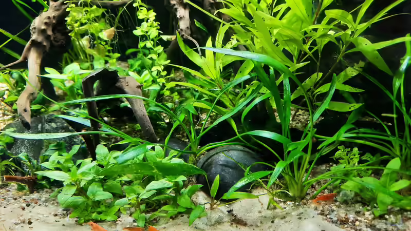 Aquarium The Meadow -aufgelöst- von okefenokee (7)