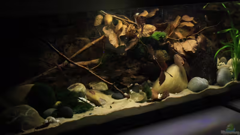 Aquarium The Mountain Stream von Florian Bandhauer (14)