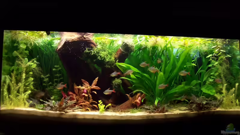 Aquarium The New Green World von Lotte und Hendo (4)