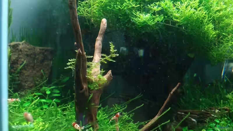 Aquarium the next tree von Sven-0. (3)