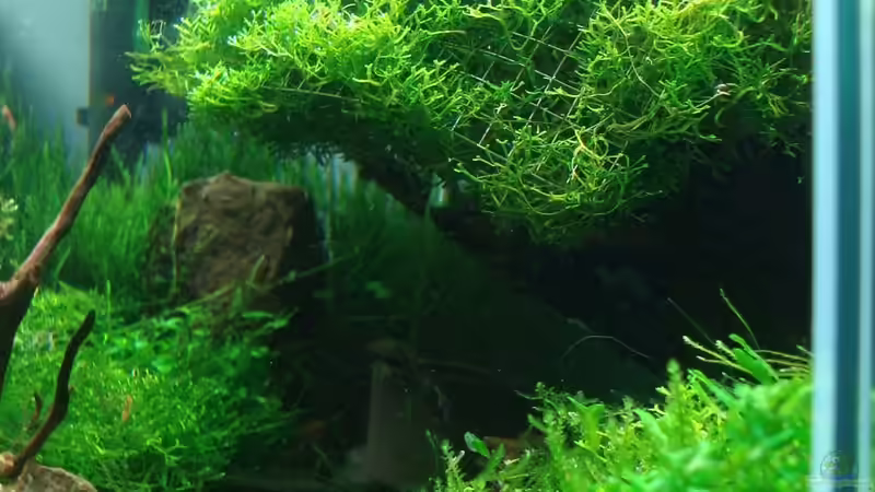 Aquarium the next tree von Sven-0. (4)