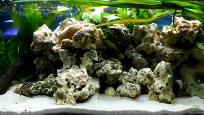 Aquarium The Wall von HeikoS (2)