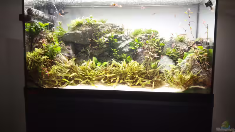 Aquarium The Wall von Sese (11)