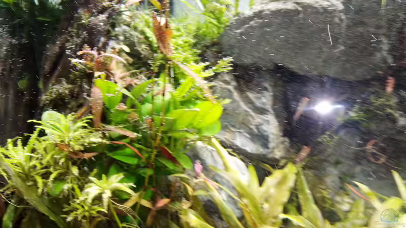 Aquarium The Wall von Sese (12)