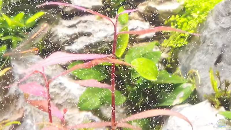 Aquarium The Wall von Sese (7)