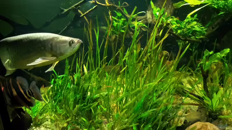 Aquarium Tigers, Dragons &amp; Snakeheads - Beispiel von stomar6 (10)