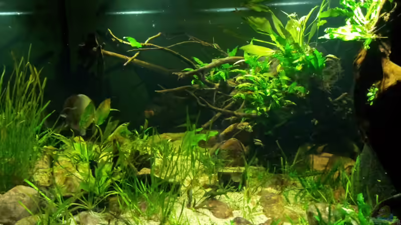 Aquarium Tigers, Dragons &amp; Snakeheads - Beispiel von stomar6 (11)